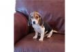 Puppies for sale Cyprus, Larnaca Beagle