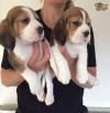 Puppies for sale Cyprus, Larnaca Basset Hound