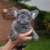 Puppies for sale Netherlands, Hurley French Bulldog