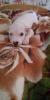 Продам щенка Россия, Ангарск Стаффордширский бультерьер, Стаффордширский терьер