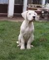 Puppies for sale Slovenia, Belgrade Other breed, Dogo Argentino