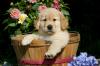 Puppies for sale Cyprus, Larnaca Golden Retriever