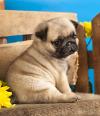 Puppies for sale Cyprus, Larnaca Pug