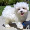 Puppies for sale Cyprus, Larnaca Maltese
