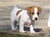 Puppies for sale Cyprus, Larnaca Jack Russell Terrier