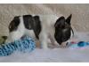 Puppies for sale Cyprus, Paphos French Bulldog