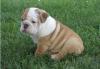 Puppies for sale Cyprus, Protaras English Bulldog