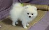 Puppies for sale Cyprus, Paphos Pomeranian Spitz