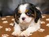 Puppies for sale Cyprus, Nicosia Other breed