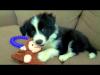 Puppies for sale Cyprus, Protaras Border Collie