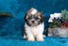 Puppies for sale Cyprus, Nicosia Shih Tzu