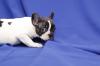 Puppies for sale Cyprus, Paphos French Bulldog