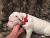 Puppies for sale Cyprus, Protaras Bull Terrier