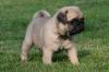 Puppies for sale Cyprus, Nicosia Pug