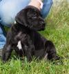 Puppies for sale Cyprus, Paphos Other breed