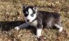Puppies for sale Cyprus, Paphos Other breed