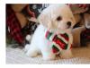 Puppies for sale Cyprus, Larnaca Bichon
