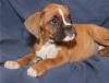 Puppies for sale Cyprus, Protaras Boxer