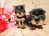 Puppies for sale Cyprus, Nicosia Yorkshire Terrier