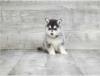 Puppies for sale Cyprus, Protaras Other breed