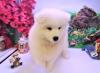 Puppies for sale Cyprus, Limassol Samoyed dog (Samoyed)
