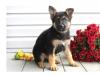 Puppies for sale Cyprus, Limassol German Shepherd Dog