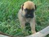 Puppies for sale Cyprus, Limassol Bullmastiff