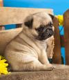 Puppies for sale Cyprus, Limassol Pug