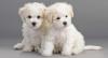 Puppies for sale Cyprus, Protaras Bichon