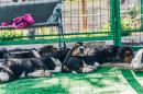 Продам щенка Украина, Мариуполь Бассет-хаунд