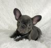 Puppies for sale United Kingdom, Birmingham French Bulldog