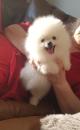 Puppies for sale Poland, Grudenets Pomeranian Spitz