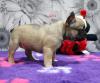 Puppies for sale Denmark, Odense French Bulldog