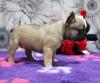 Puppies for sale Denmark, Kopenagen French Bulldog