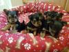 Puppies for sale Cyprus, Limassol Yorkshire Terrier