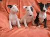 Puppies for sale Cyprus, Limassol Bull Terrier