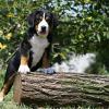 Продам щенка Украина, Запорожье Большой швейцарский зенненхунд