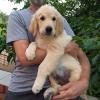 Продам щенка Украина, Луганск Золотистый ретривер