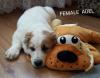 Продам щенка Украина, Чернигов Среднеазиатская овчарка