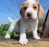 Puppies for sale Greece, Thessaloniki Beagle