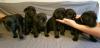 Puppies for sale Cyprus, Limassol Labrador Retriever