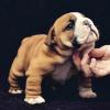 Puppies for sale USA, Illinois, Chicago, Chicago  Источник материала: https://dog.pet2me.com/en/ad/adddb/ English Bulldog