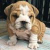 Puppies for sale USA, Alabama English Bulldog