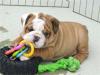 Puppies for sale USA, Arizona, Phoenix English Bulldog