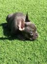 Puppies for sale Cyprus, Limassol French Bulldog