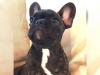 Puppies for sale Tajikistan, Isfara French Bulldog