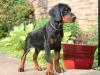 Puppies for sale Canada, Nova Scotia Doberman