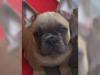 Puppies for sale Kyrgyzstan, Bishkek French Bulldog