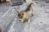 Puppies for sale Armenia, Armenia Haski