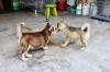 Puppies for sale Ukraine, Cherkasy Haski